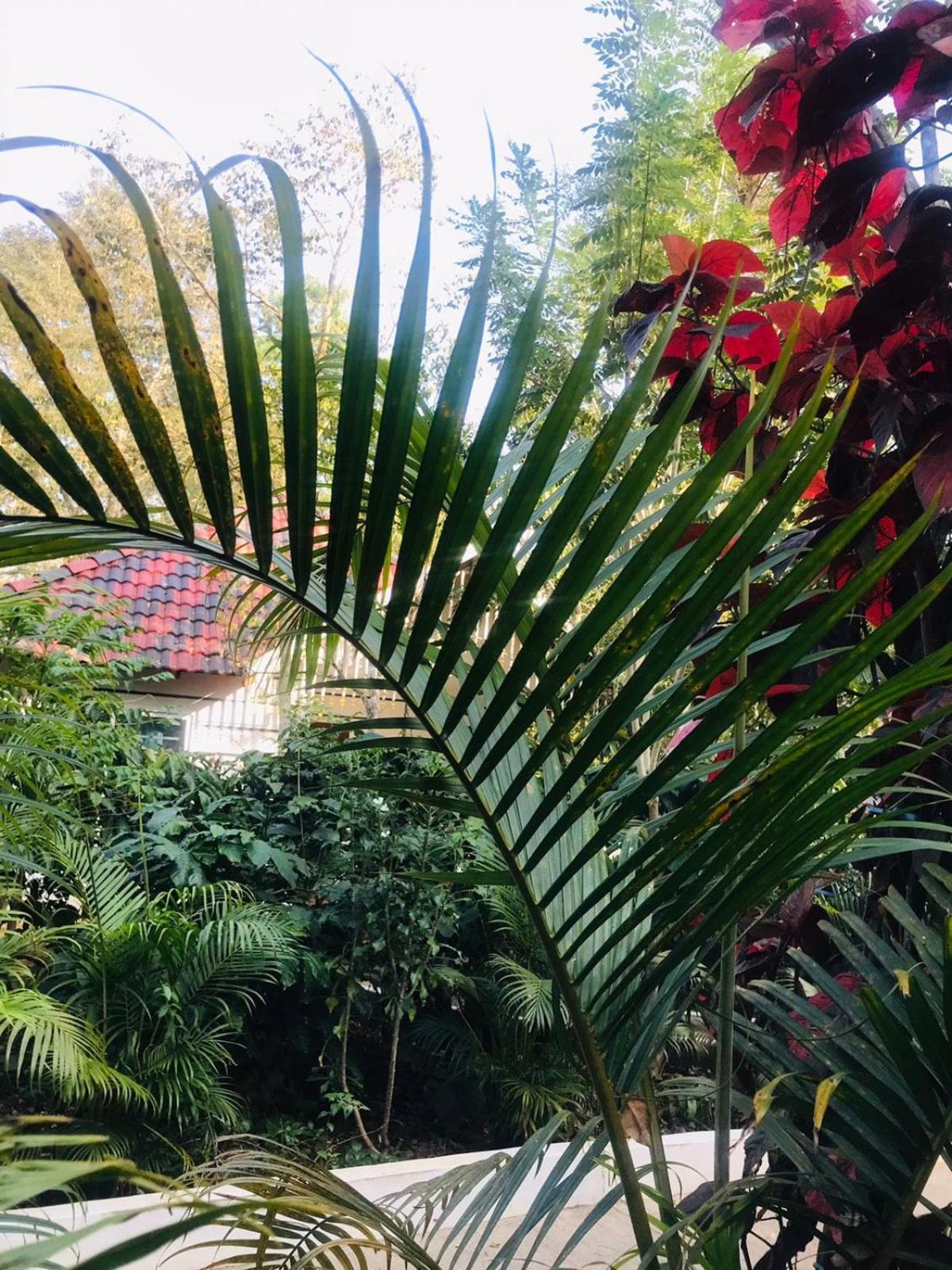 Coorg Orange Blossom Resort And Spa Suntikoppa Zewnętrze zdjęcie